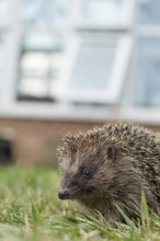 European hedgehog (Erinaceus europaeus) adult animal on a garden grass lawn with an urban house in