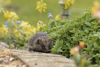 European hedgehog (Erinaceus europaeus) adult animal walking on a garden path in spring, England,
