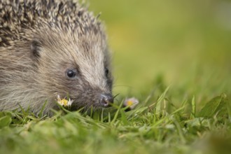 European hedgehog (Erinaceus europaeus) adult animal on a garden grass lawn in spring, England,