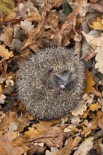 European hedgehog (Erinaceus europaeus) adult animal curled up in a ball on fallen autumn leaves in