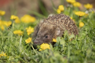 European hedgehog (Erinaceus europaeus) adult animal on a garden grass lawn with flowering