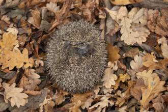 European hedgehog (Erinaceus europaeus) adult animal curled up in a ball during hibernation on