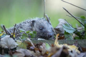 European hedgehog (Erinaceus europaeus) adult animal walking in a garden, England, United Kingdom