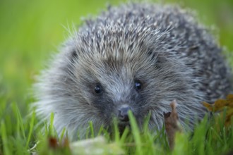 European hedgehog (Erinaceus europaeus) adult animal on a garden grass lawn in autumn, England,