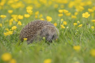 European hedgehog (Erinaceus europaeus) adult animal in a wildflower meadow with Buttercup flowers