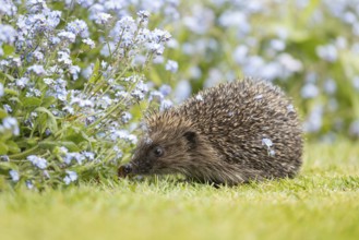 European hedgehog (Erinaceus europaeus) adult animal next to a garden flower border with