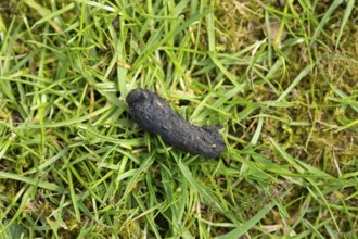 European hedgehog (Erinaceus europaeus) adult animal poo or dung or scat on a garden grass lawn,