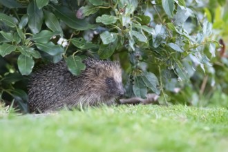 European hedgehog (Erinaceus europaeus) adult animal emerging from under a garden border in spring,