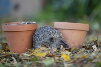 European hedgehog (Erinaceus europaeus) adult animal walking between two garden plant pots in