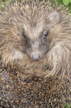 European hedgehog (Erinaceus europaeus) adult animal curled up in a ball on a garden grass lawn in