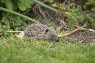 European hedgehog (Erinaceus europaeus) juvenile baby animal in a garden in summer, England, United