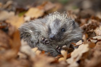 European hedgehog (Erinaceus europaeus) adult animal curled up in a ball on fallen autumn leaves in