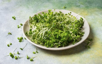 Fresh micro-greenery, on a plate, top view, no people