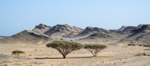 Barren landscape near Duqm, Oman