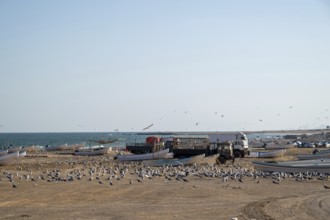 Seagulls on the beach, fishing boats and trucks, Oman