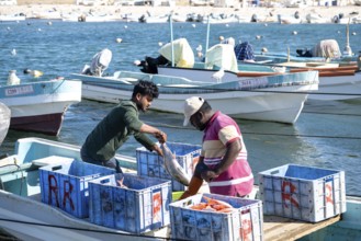 Fishing boats in Mirbat harbour, fish is sorted, Oman