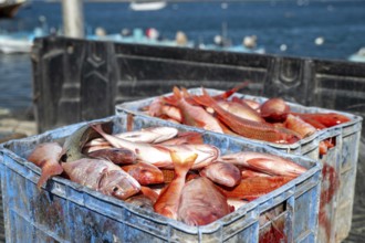 Fishing boats in Mirbat harbor, fish in transport boxes, Oman