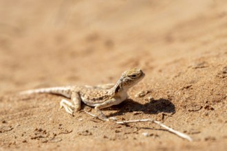 Gecko (Gekkonidae) in desert, Rhub al Khali, Oman