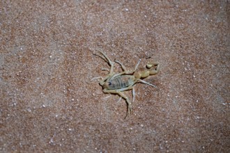 Scorpio in the desert, Rhub al Khali, Emty Quarter, Empty Quarter, Grandma