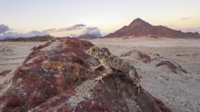 Rock semaphore gecko (Pristurus rupestris), sitting on rocks, Oman