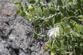 Flower, Caper bush (Capparis spinosa), Oman