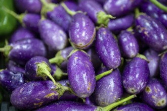 Eggplant, vegetable stand, Salalah, Oman