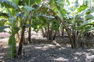 Banana trees, plantation, Salalah, Oman