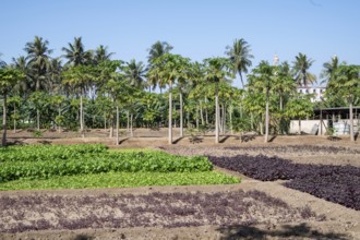 Fruit and vegetable plantation, Salalah, Oman