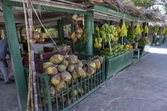 Fruit stand with bananas and coconuts, Oman