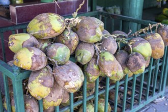 Coconut at a fruit stand, Oman
