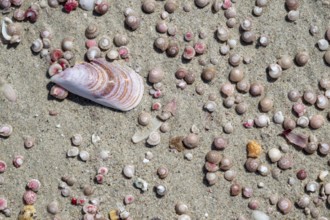 Colourful mussels and snails on the beach near Khaluf, Oman