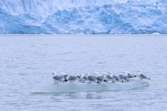 Black-legged kittiwakes (Rissa tridactyla) flock in breeding plumage resting on ice floe in the