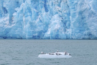 Black-legged kittiwakes (Rissa tridactyla) flock resting on ice floe in front of glacier wall along