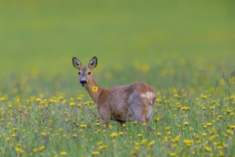 European roe deer (Capreolus capreolus) female, doe eating dandelion flower in meadow, grassland