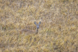European roe deer (Capreolus capreolus) female, doe showing camouflage colours while foraging in