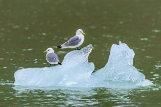 Two black-legged kittiwakes (Rissa tridactyla) in breeding plumage resting on ice floe in the