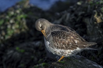 Purple sandpiper (Calidris maritima) in non-breeding plumage preening feathers among rocks on rocky
