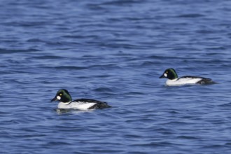 Common goldeneyes (Bucephala clangula) two adult males swimming in sea water along the North Sea