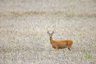 European roe deer (Capreolus capreolus) female, doe foraging in wheat field, cornfield in summer