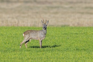 European roe deer (Capreolus capreolus) adult buck, male in grassland, meadow, shedding velvet from
