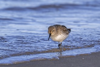 Dunlin (Calidris alpina) adult in winter plumage foraging for worms and crustaceans in swash zone /