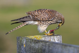 Common kestrel / European kestrel (Falco tinnunculus) female perched on wooden fence post tearing