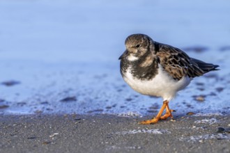Ruddy turnstone (Arenaria interpres) adult in winter plumage foraging for invertebrates in swash