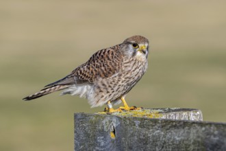 Ringed common kestrel / European kestrel (Falco tinnunculus) female perched on wooden fence post in