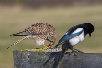 Common kestrel / European kestrel (Falco tinnunculus) female perched on wooden fence post eating