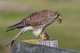 Common kestrel / European kestrel (Falco tinnunculus) female perched on wooden fence post eating