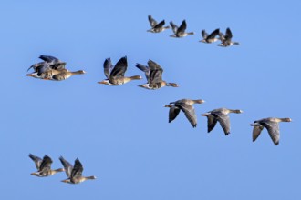 Flock of migrating greater white-fronted geese (Anser albifrons) in flight against blue sky in