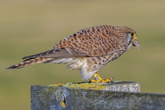 Common kestrel / European kestrel (Falco tinnunculus) female perched on wooden fence post,