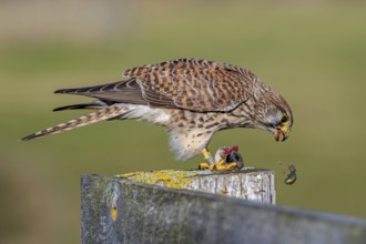 Common kestrel, European kestrel (Falco tinnunculus) female perched on wooden fence post tearing