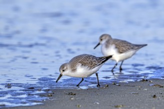 Two sanderlings (Calidris alba) adults in winter plumage foraging for crustaceans in swash zone /